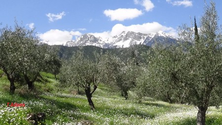 M.Parnassos